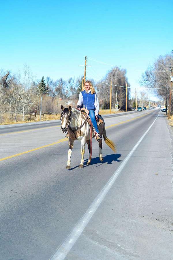 jumper-quarter-horse