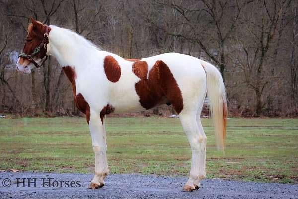 ranch-work-quarter-horse