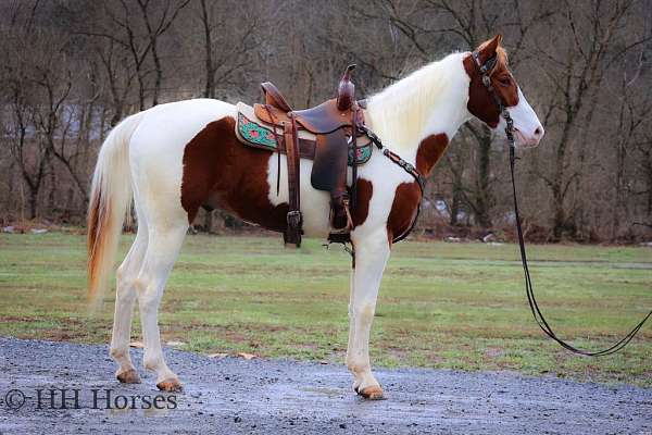 tobiano-4-stockings-horse