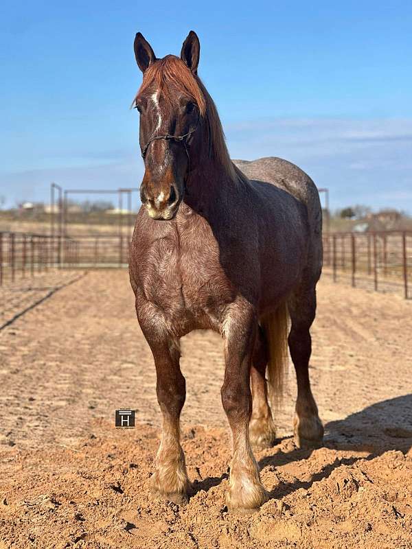 red-roan-star-horse