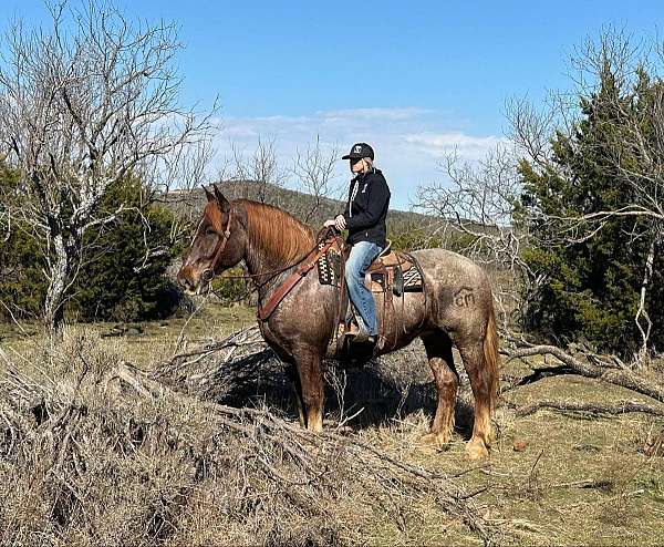 trail-quarter-horse