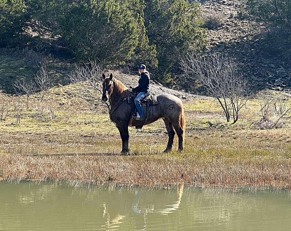 draft-quarter-horse