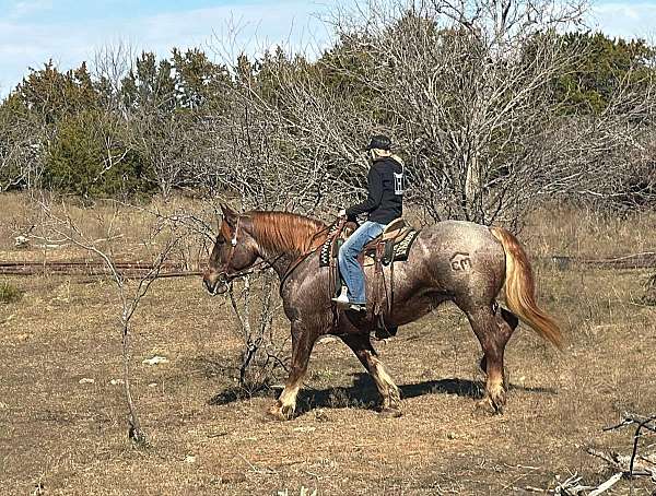 percheron-quarter-horse