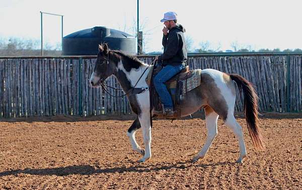 beginner-safe-quarter-horse