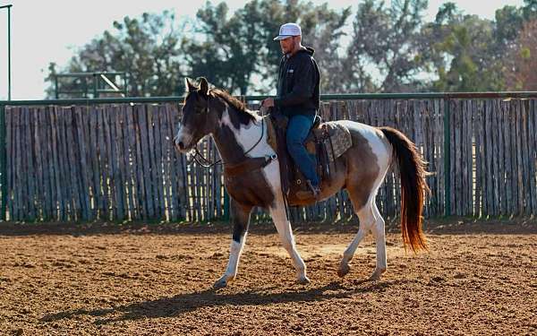 ranch-work-quarter-horse