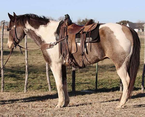 red-roan-star-horse