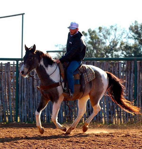 paint-quarter-horse