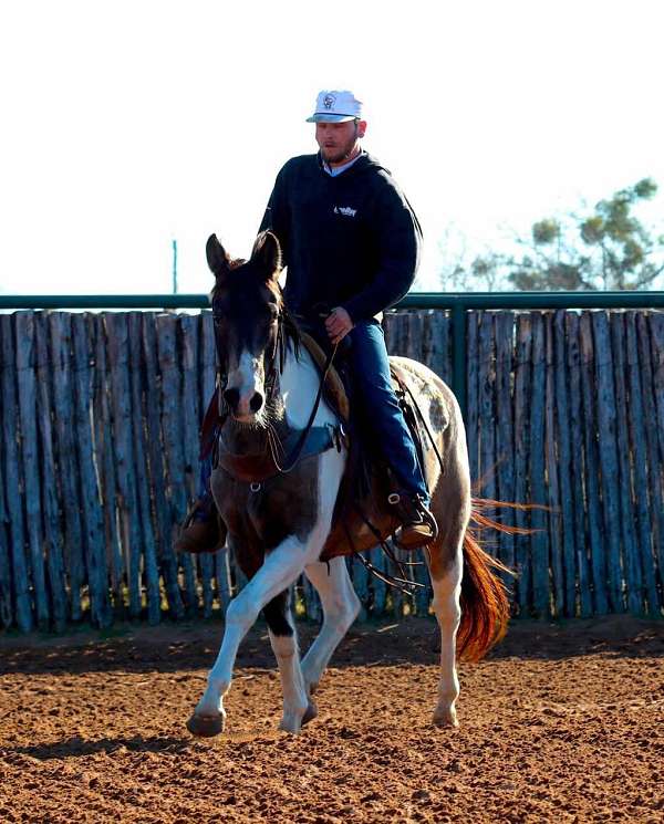 trail-quarter-horse