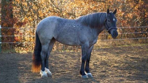 blue-roan-rear-socks-horse