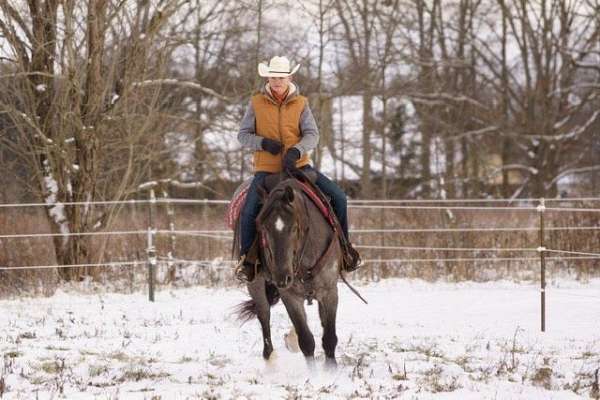 trail-quarter-horse