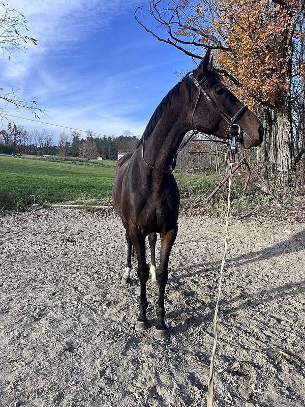 socks-facial-marking-horse