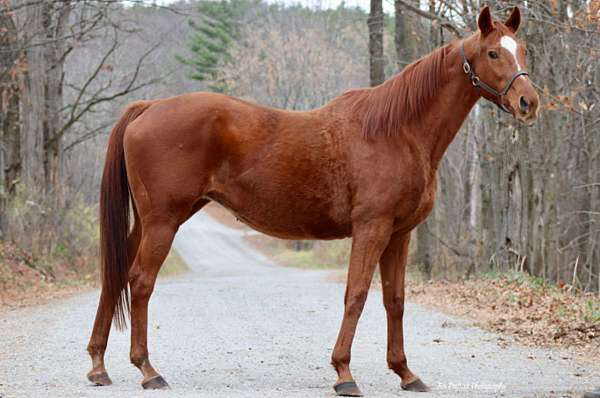 chestnut-facial-horse