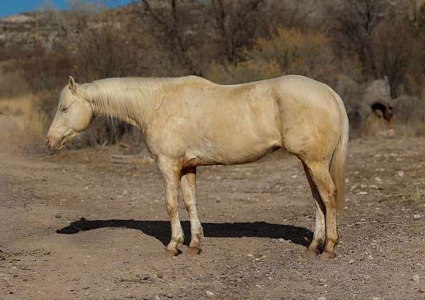 quarter-horse