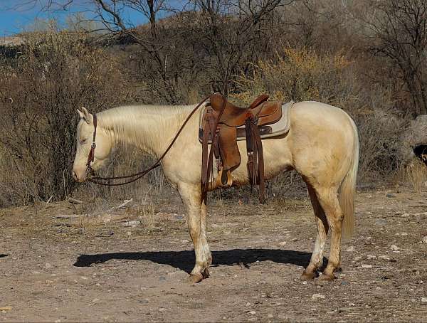 beginner-safe-quarter-horse