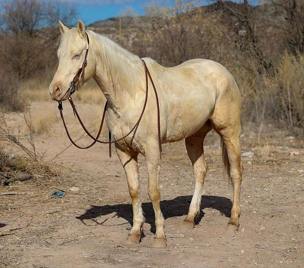 ranch-work-quarter-horse