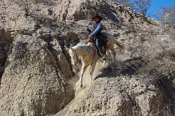 trail-quarter-horse