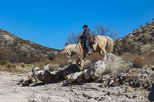 all-around-quarter-horse