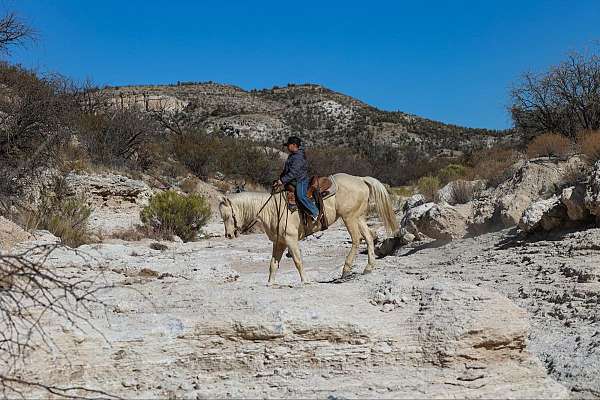 athletic-quarter-horse