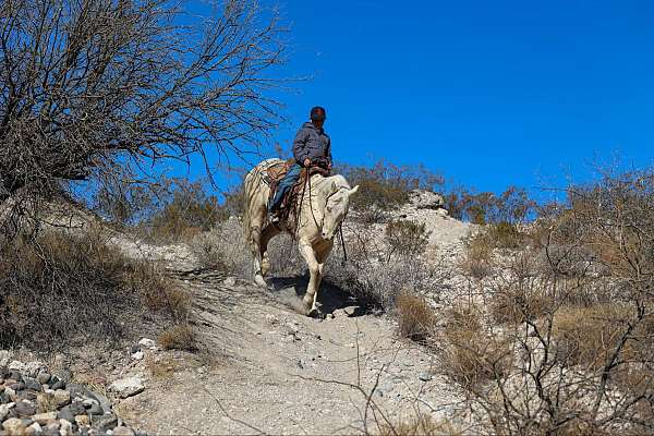 beginner-quarter-horse