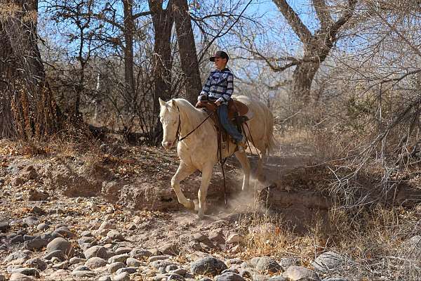 husband-safe-quarter-horse