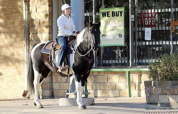 family-horse-quarter