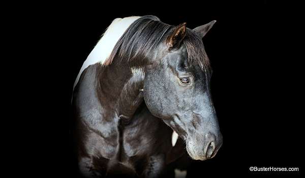 quarter-horse