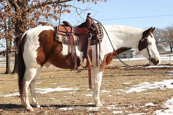 quarter-pony