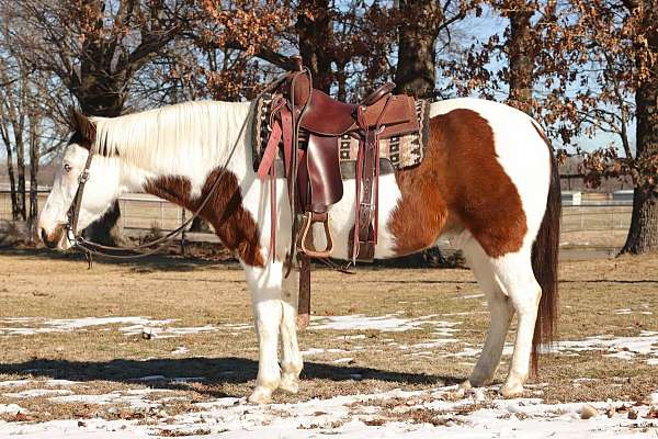 tobiano-4-stockings-bald-pony