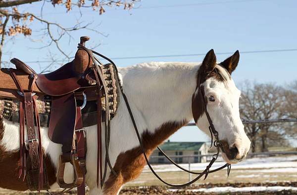 ranch-work-quarter-pony