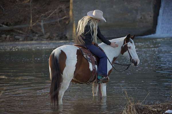 all-around-quarter-pony