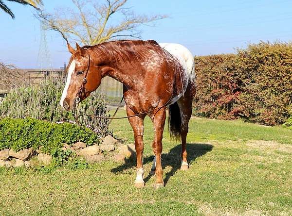 ranch-work-quarter-pony