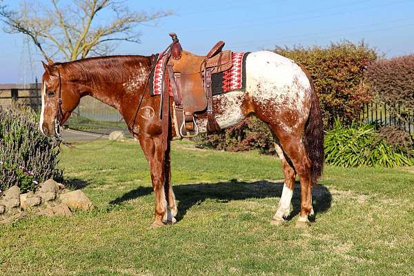 tobiano-4-stockings-bald-pony