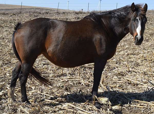 gypsy-vanner-appaloosa-horse