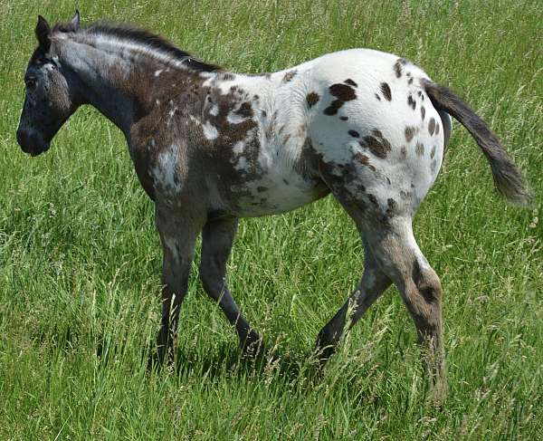 rope-broodmare