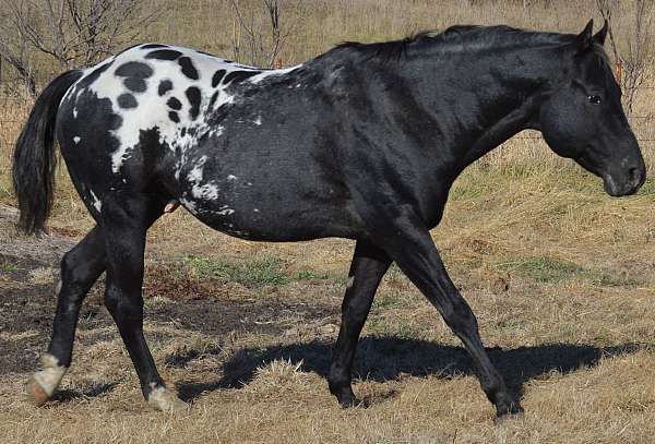 rein-broodmare