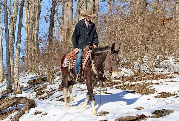 beginner-safe-quarter-horse