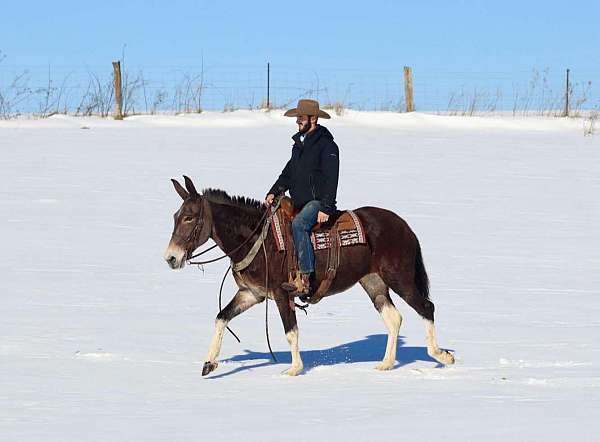 family-horse-quarter