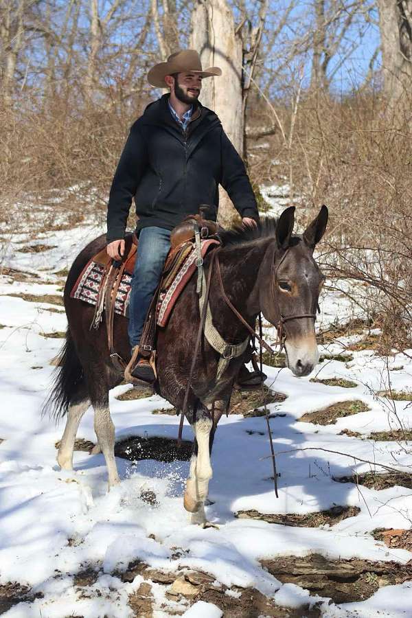 ranch-work-quarter-horse