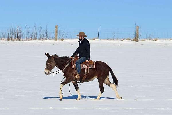 trail-quarter-horse