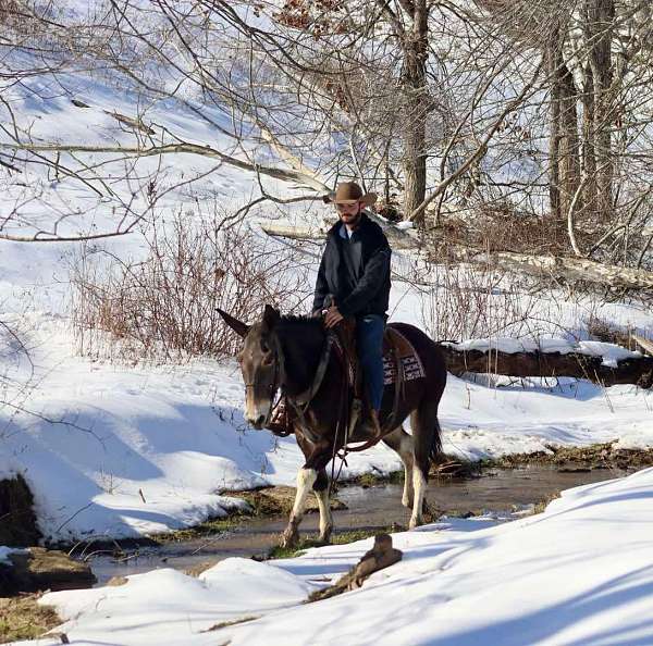 all-around-quarter-horse