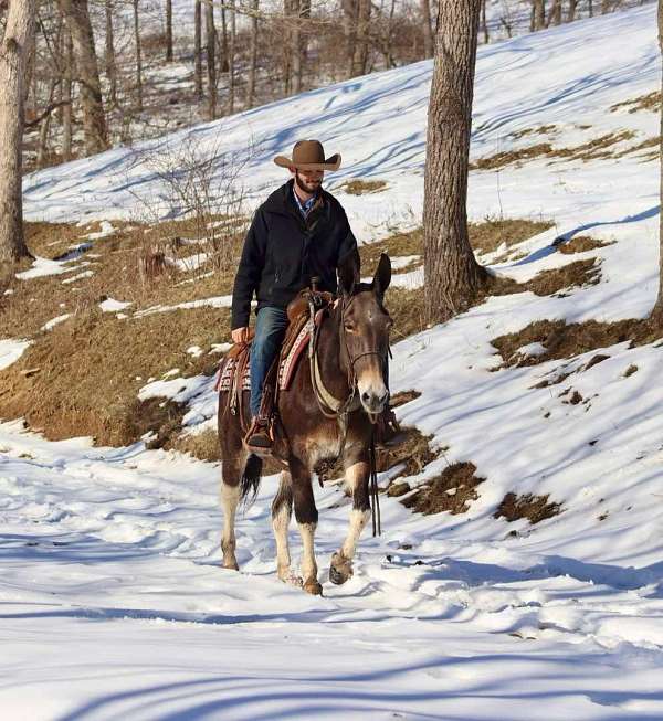 beginner-quarter-horse