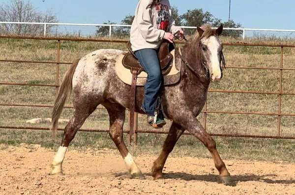 beginner-safe-quarter-horse