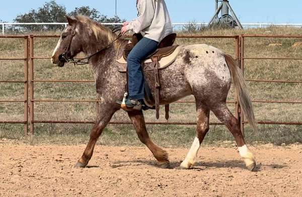 trail-quarter-horse