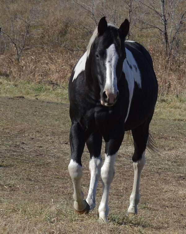 black-rein-horse