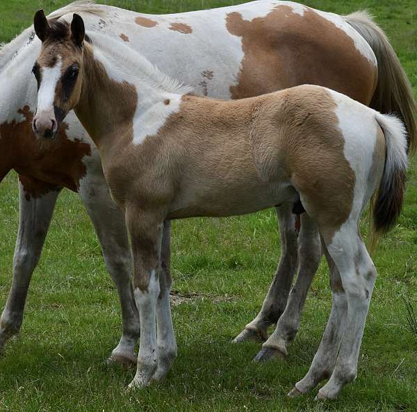 tobiano-horse