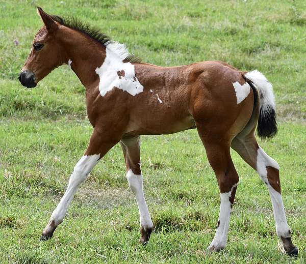 black-tobiano-horse