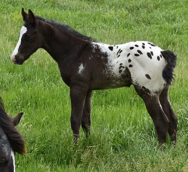 black-blackblanket-horse