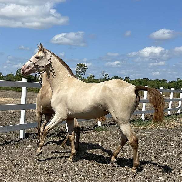 ialha-andalusian-filly-mare