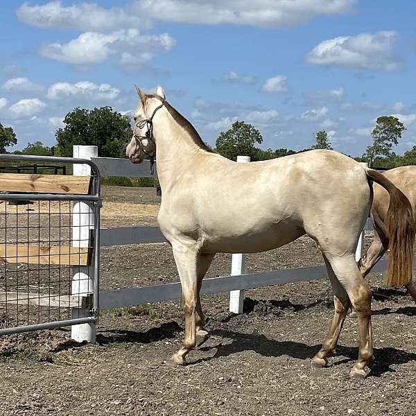 breeding-andalusian-horse