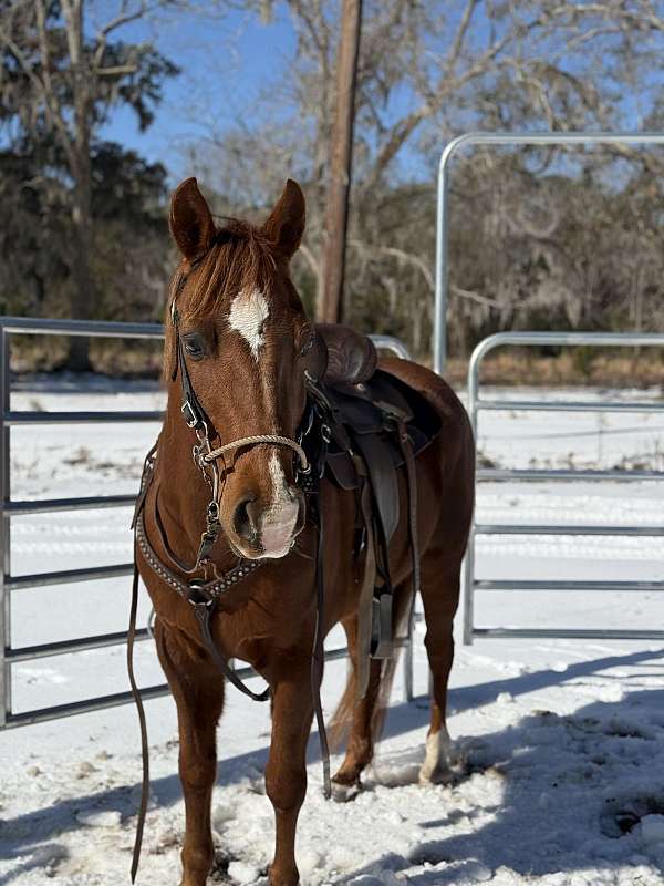 project-horse-appendix